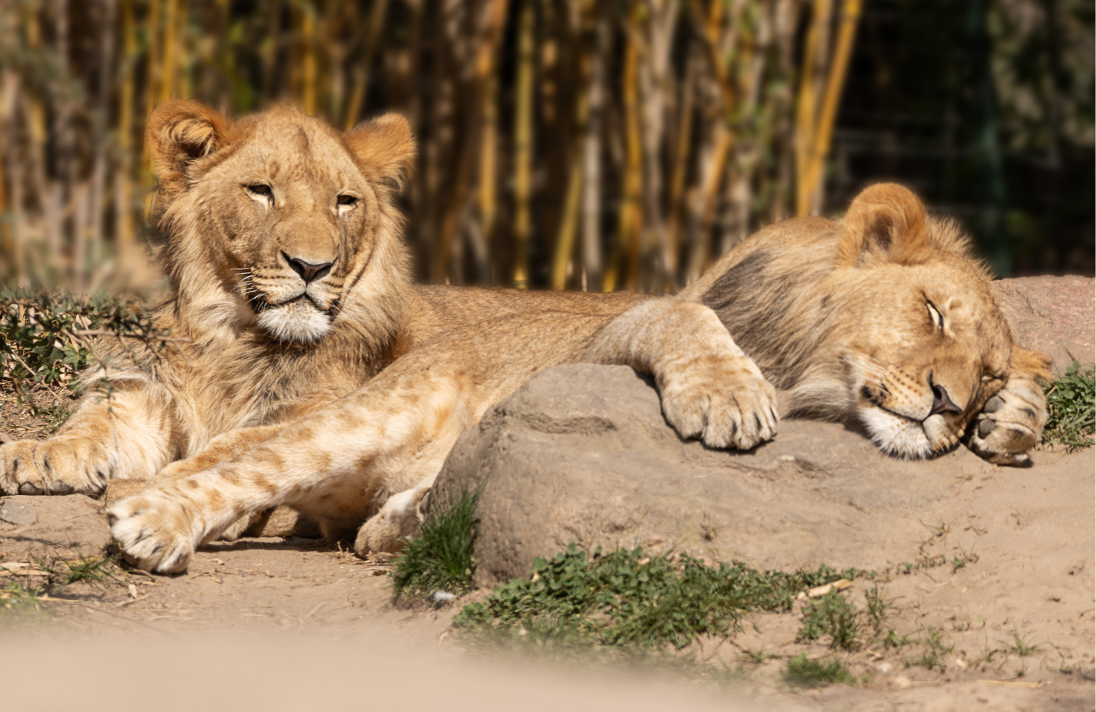 directions to mole removal sacramento from Sacramento Zoo